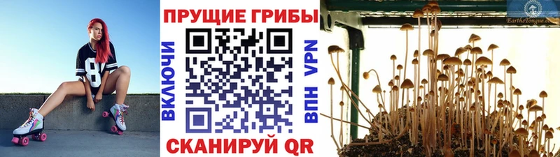OMG ONION  купить   Питкяранта  Галлюциногенные грибы MAGIC MUSHROOMS 